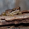 Rosnice Ewingova - Litoria ewingi - Southern Brown Tree Frog o0038